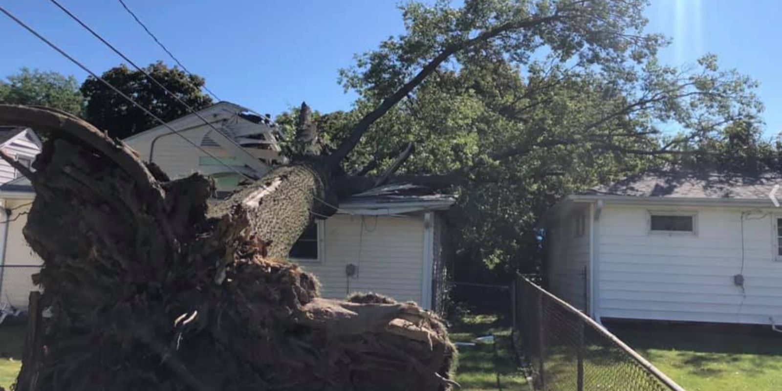 tree removal durham